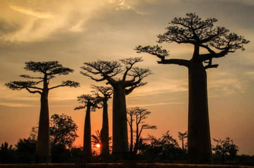 Rondreizen in Madagaskar, wat zijn de hoogtepunten?