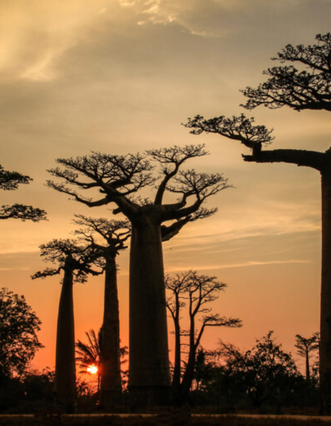 Rondreizen in Madagaskar, wat zijn de hoogtepunten?