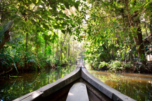 Een Georganiseerde Reis door het Amazonegebied: Ontdek de Prachtige Wildernis