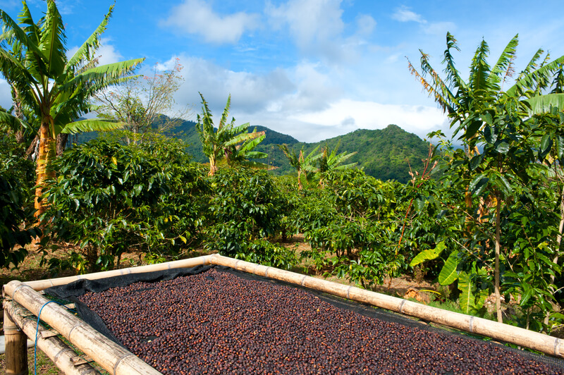 koffieplantage panama