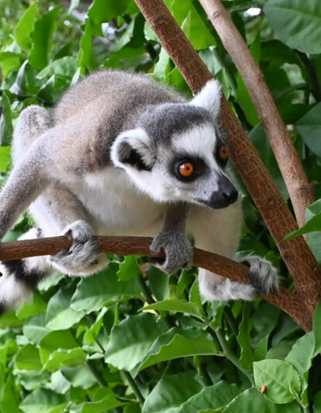 De bijzondere en unieke dieren van Madagaskar