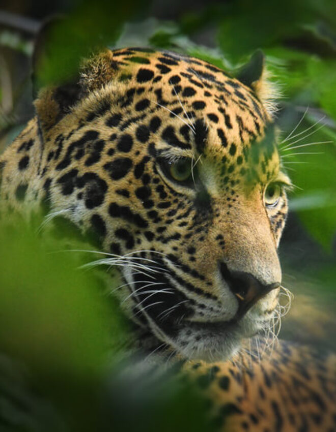 Een bezoek aan de Amazone? Wat zijn de meest bijzondere Amazone dieren?