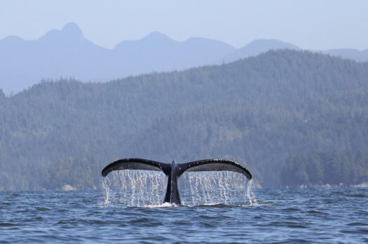 Wat te doen op Vancouver Island
