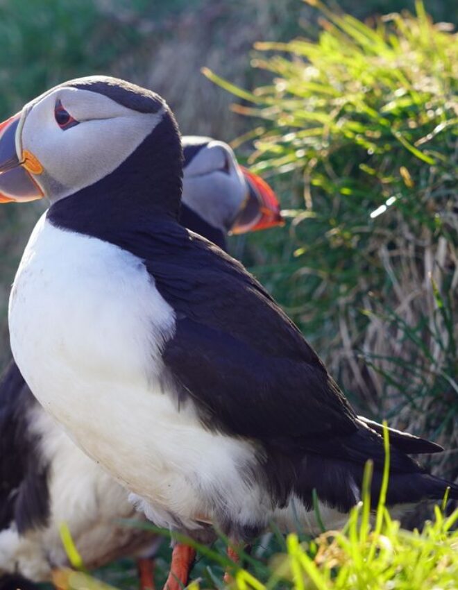 Puffins spotten in IJsland: de mooiste plekken om papegaaiduikers te zien