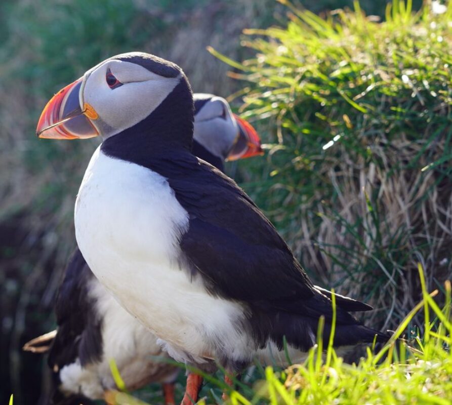 Puffins spotten in IJsland: de mooiste plekken om papegaaiduikers te zien